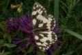 Butterflies: Marbled White (Melanargia galathea)